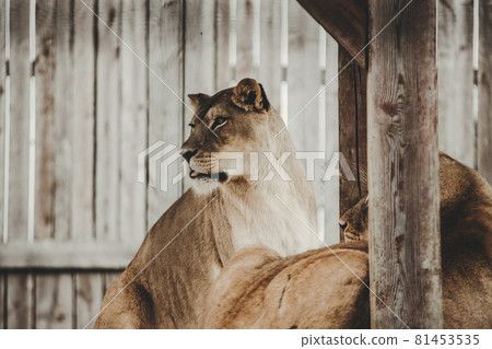 Rare White lion (Panthera leo) behind the zoo bars 81453535