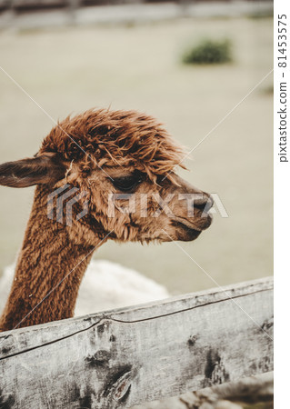 Alpaca (Vicugna pacos) portrait in the zoo 81453575