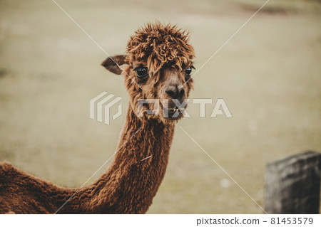 Alpaca (Vicugna pacos) portrait in the zoo 81453579