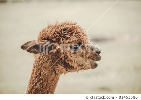 Alpaca (Vicugna pacos) portrait in the zoo 81453580