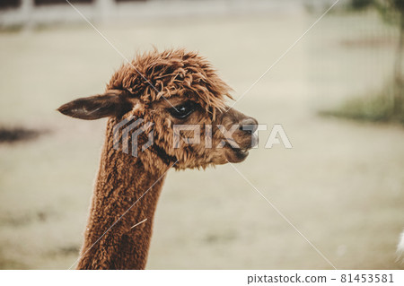 Alpaca (Vicugna pacos) portrait in the zoo 81453581