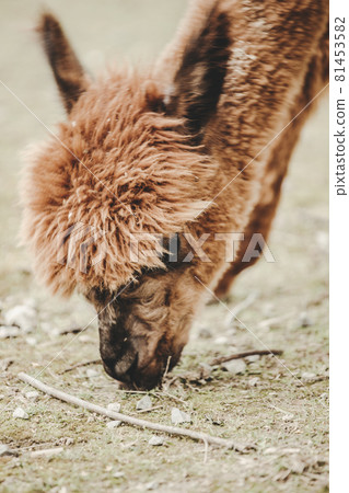 Alpaca (Vicugna pacos) portrait in the zoo 81453582