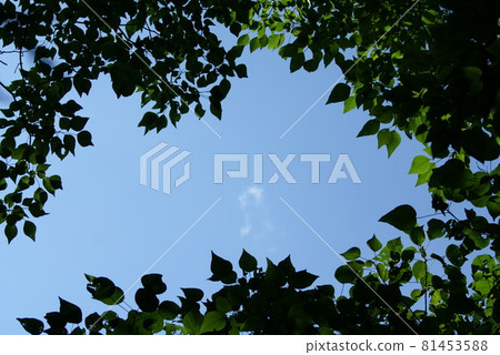 Green frame Green frame 81453588
