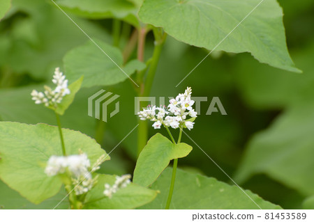 Buckwheat flowers Buckwheat flowers 81453589