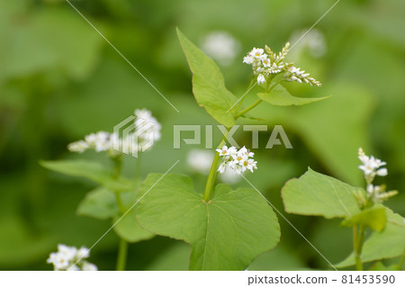 Buckwheat flowers Buckwheat flowers 81453590