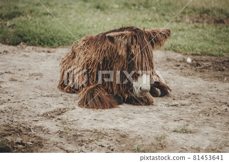 Poitou Donkey (Poitevin Donkey) portrait 81453641