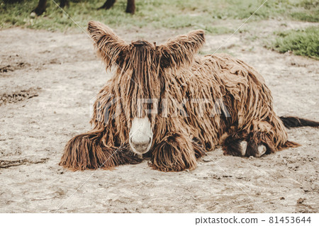 Poitou Donkey (Poitevin Donkey) portrait 81453644