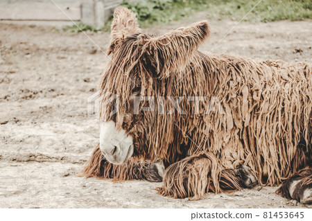 Poitou Donkey (Poitevin Donkey) portrait 81453645