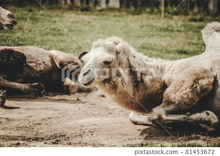 Camel (Camelus) lying on the grass 81453672