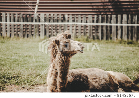 Camel (Camelus) lying on the grass Camel (Camelus) lying on the grass 81453673