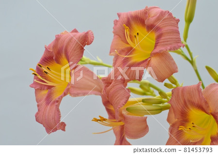 紅棕色萱草花 81453793