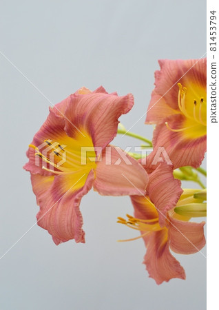 紅棕色萱草花 81453794