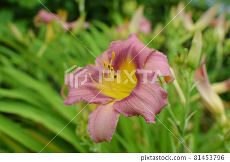 紅棕色萱草花 紅棕色萱草花 81453796