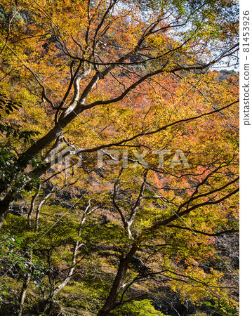 Minoo or Minoh national park in autumn, Osaka, Japan Minoo or Minoh national park in autumn, Osaka, Japan 81453926