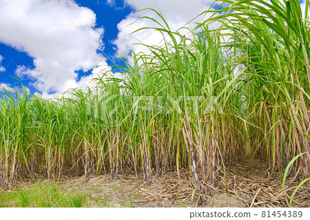 Okinawa sugar cane field in midsummer. Blue sky and clouds 81454389