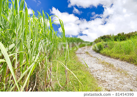 Road to the sugar cane field leading to the sky Road to the sugar cane field leading to the sky 81454390