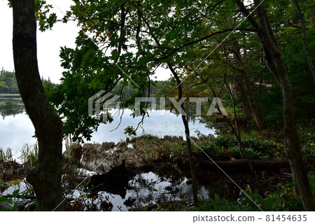 知床五湖海濱長廊的風景 81454635