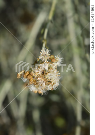 Italian everlasting seeds Italian everlasting seeds 81454662