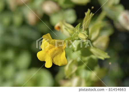 Monkey flower Monkey flower 81454663