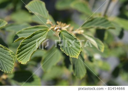 Witch Hazel Arnold Promise 81454666