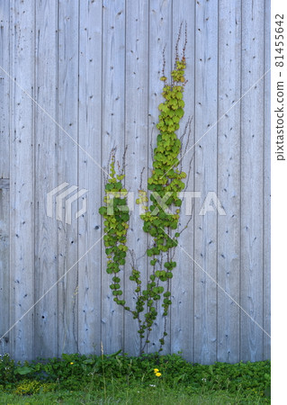 板牆的形象（常春藤圖案） 81455642