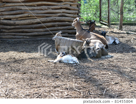 animals in captivity 81455804