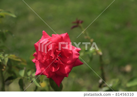 Arao City Ominous Citizen Flower Bed Rose Flower, 81456310