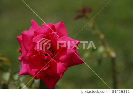 Arao City Ominous Citizen Flower Bed Rose Flower, 81456311