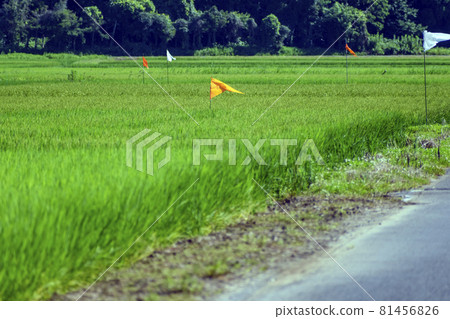 Rice paddy aerial pesticide sprayed landmark flag 81456826