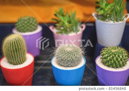 Potted plant of cactus Potted plant of cactus 81456848