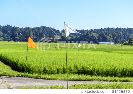 Rice paddy aerial pesticide sprayed landmark flag Rice paddy aerial pesticide sprayed landmark flag 81456870
