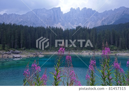 Flowers and the Dolomites Valley of the Alps 81457315