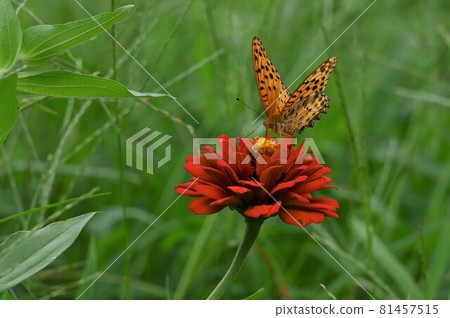 Butterflies perched on zinnia and sucking nectar 81457515