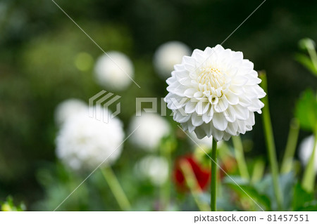 Hana no Sato Daliaen at the foot of Mt. Ryokami, Ogano Town, Saitama Prefecture 81457551