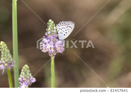 Yamato Shizimi 81457641