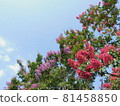 Crape myrtle (Crape myrtle) vivid in the blue sky 81458850