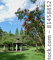 Crape myrtle flowers blooming in the park 81458852