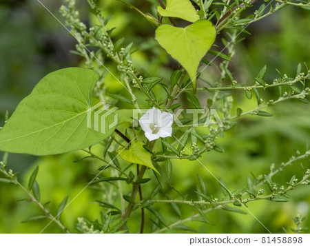 Morning glory flowers blooming in the grass 81458898
