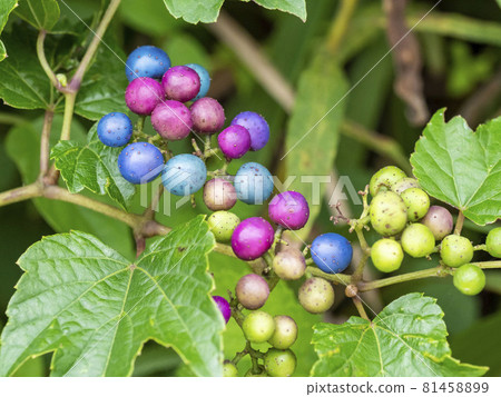 Fruit of nobudo 81458899