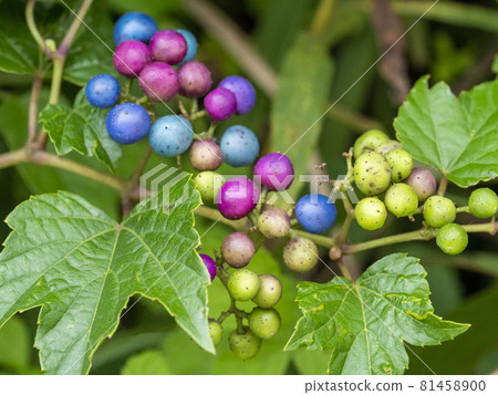 nobudo的果實 81458900