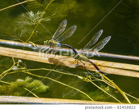 Anax parthenope spawning in a pond 81458922