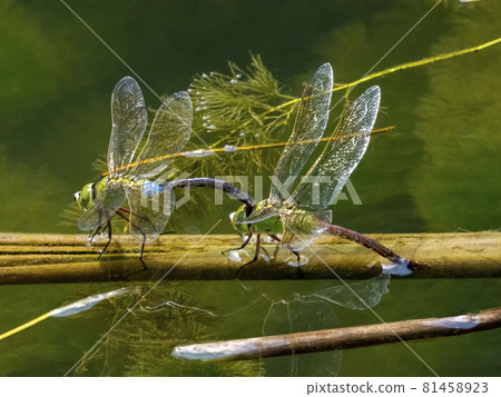Anax parthenope 在池塘中產卵 81458923