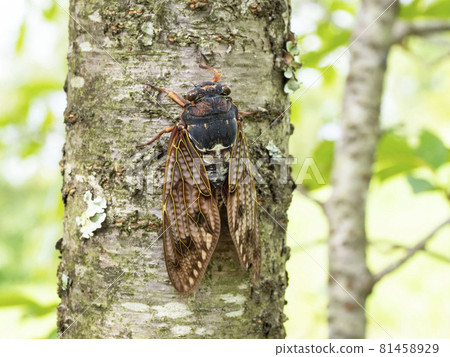 Abra Zemi捕捉樹木 Abra Zemi捕捉樹木 81458929