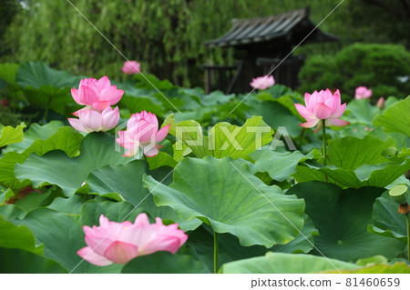 The lotus of Toji The lotus of Toji 81460659