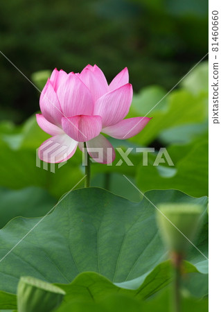 The lotus of Toji The lotus of Toji 81460660