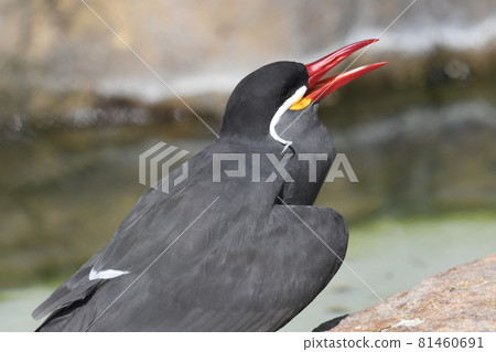 Inca tern 21 81460691