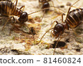 Close up termite soldiers 81460824