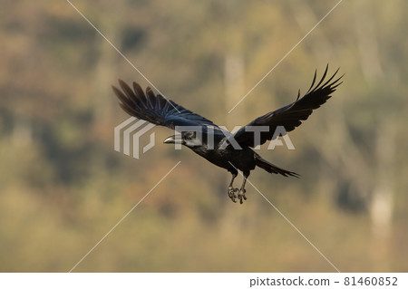 Common raven flying in autumn nature with blurred background. 81460852