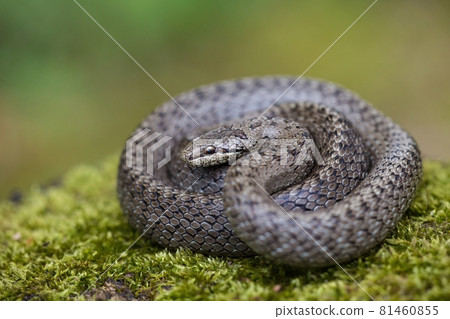 Textured dice snake basking on green ground with blurred background Textured dice snake basking on green ground with blurred background 81460855