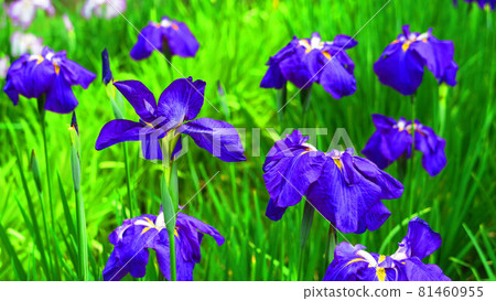 Shobunuma公園，東京都足立區的Shobu節的風景 81460955